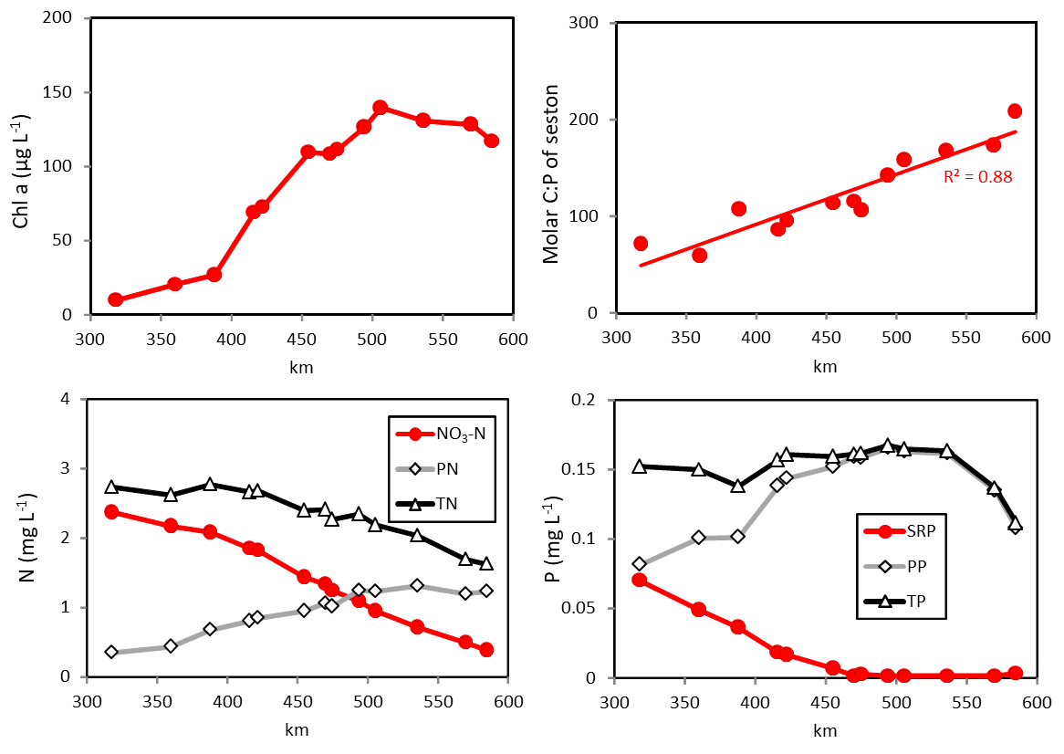 Riverine nutrient dynamics dominated by phytoplankton